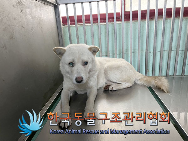 한국동물구조관리협회_441409202301821